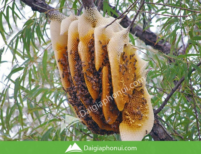 Địa chỉ bán Sáp ong rừng uy tín - chất lượng - giá rẻ tại TPHCM & toàn quốc - Dai Gia Pho Nui